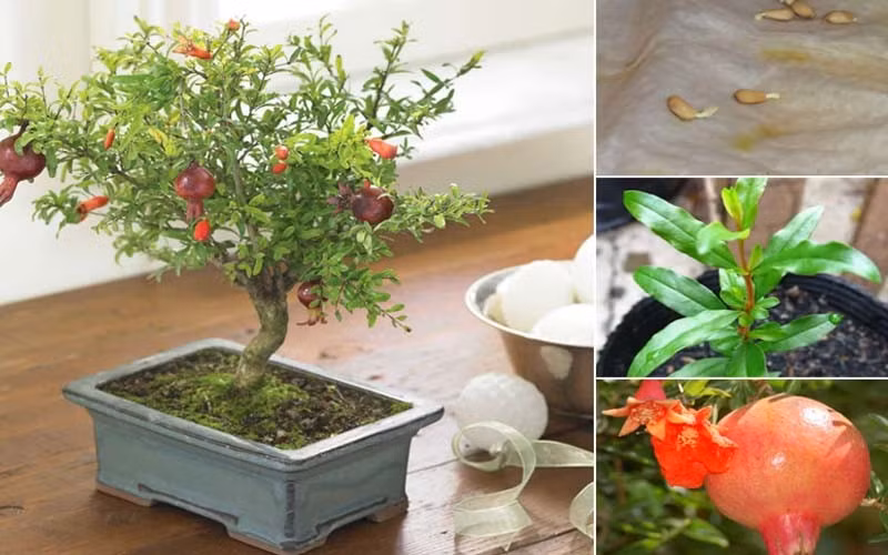 Theo phong thủy, cửa chính là "miệng khí" của ngôi nhà, nơi đón may mắn và cũng là điểm để ngăn những điều xui rủi. Bởi vậy, trồng cây lựu trước cửa được xem là cách "kích tài, hóa sát" tự nhiên, giúp giữ bình an và mang vận may đến cho gia chủ.