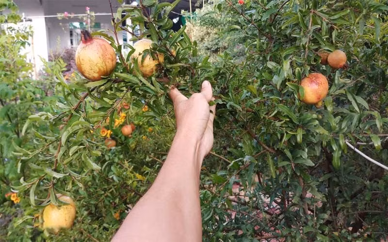 + Cắt tỉa cây định kỳ: Việc cắt tỉa cây cần tiến hành thường xuyên, loại bỏ cành khô, sâu bệnh. Với cây lựu cảnh, việc tỉa tạo dáng còn giúp tăng giá trị thẩm mỹ và kích thích cây ra nhiều hoa và nụ mới. * Thông tin trong bài mang tính tham khảo.