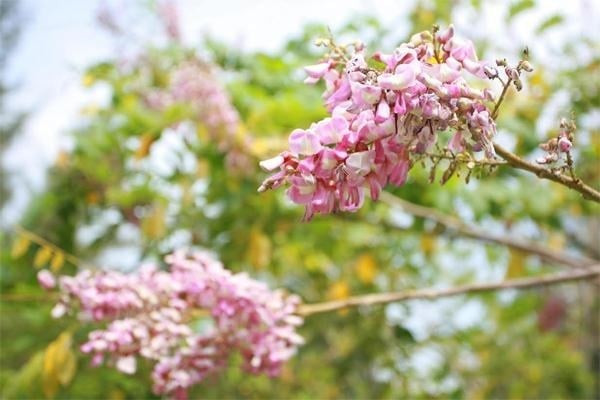 Hoa anh đào mềm mại, màu sắc ngọt ngào tượng trưng cho sự quyến rũ và gắn kết. Trồng trước nhà giúp gia đình tràn ngập cảm xúc tích cực và ấm áp. Cây hoa anh đào không chỉ làm đẹp không gian mà còn lan tỏa năng lượng tình yêu, giúp vợ chồng thêm hòa hợp, nhà cửa êm ấm dài lâu.