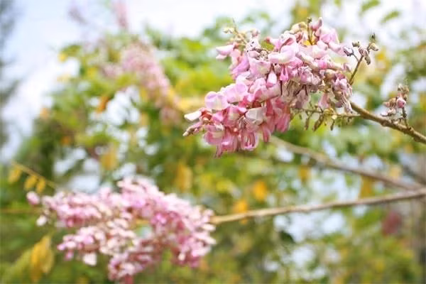 Hoa anh đào mềm mại, màu sắc ngọt ngào tượng trưng cho sự quyến rũ và gắn kết. Trồng trước nhà giúp gia đình tràn ngập cảm xúc tích cực và ấm áp. Cây hoa anh đào không chỉ làm đẹp không gian mà còn lan tỏa năng lượng tình yêu, giúp vợ chồng thêm hòa hợp, nhà cửa êm ấm dài lâu.