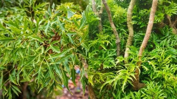 Cách chọn giống đinh lăng để cây khỏe, củ phát triển tốt: Nên chọn giống từ cây 2 năm tuổi, cành bánh tẻ. Cắt khúc khoảng 10cm làm hom trồng. Đất cần tơi xốp, thoát nước tốt để tránh úng.