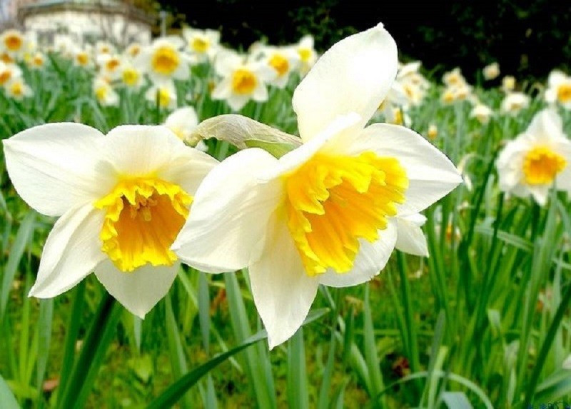 Hoa thủy tiên là loại hoa rất khó trồng, hoa thường được trồng trong nước, hình dáng giống như củ hành tươi. Trước khi mua về, bạn nên tìm hiểu cách chăm sóc để cây hoa có thể sống thật lâu trong nhà.