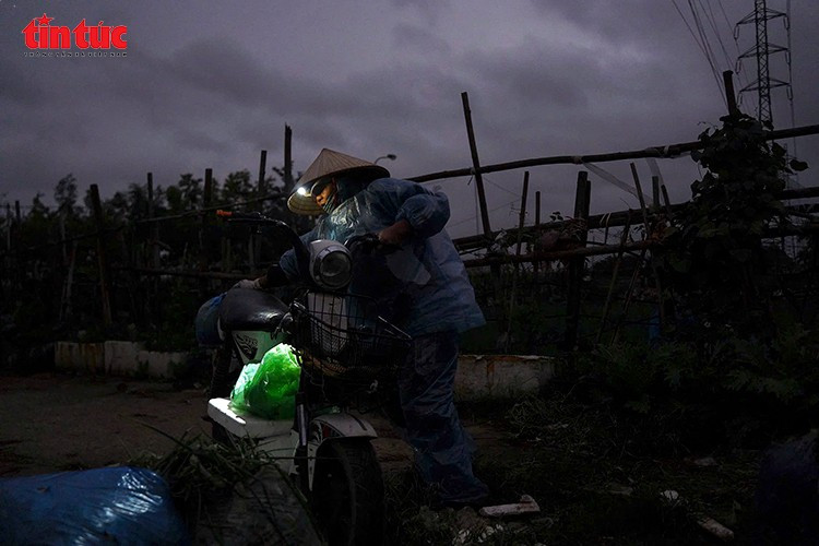 Sáng sớm 25/1, tại các vùng chuyên canh hoa như Tây Tựu, Phúc Lý, từ khoảng 5 giờ, người dân nơi đây đã xuất hiện giữa cánh đồng mờ sương. Trong giá rét kéo dài, họ trùm kín khăn, đi ủng, đeo găng tay, tỉ mỉ theo dõi từng luống hoa, từng nụ non. Chỉ một biến động nhỏ của thời tiết cũng có thể khiến hoa nở lệch nhịp Tết, ảnh hưởng trực tiếp đến thu nhập cả năm.