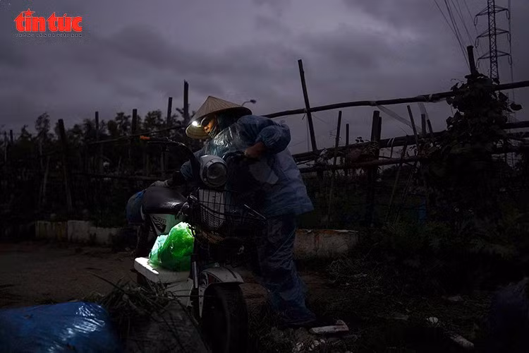 Sáng sớm 25/1, tại các vùng chuyên canh hoa như Tây Tựu, Phúc Lý, từ khoảng 5 giờ, người dân nơi đây đã xuất hiện giữa cánh đồng mờ sương. Trong giá rét kéo dài, họ trùm kín khăn, đi ủng, đeo găng tay, tỉ mỉ theo dõi từng luống hoa, từng nụ non. Chỉ một biến động nhỏ của thời tiết cũng có thể khiến hoa nở lệch nhịp Tết, ảnh hưởng trực tiếp đến thu nhập cả năm.