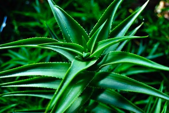 Ngoài ra, nha đam còn có thể ăn được – từ chè, xào trứng đến sinh tố. Thanh lọc không khí, nâng cao thể trạng và làm đẹp từ trong ra ngoài.