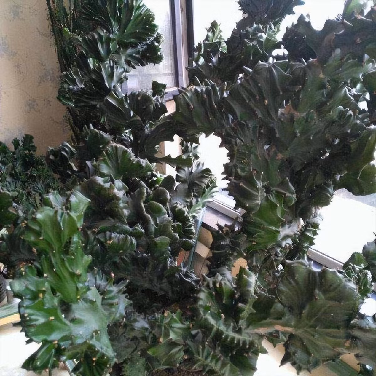 Tên gọi “ngọc kỳ lân” xuất phát từ sự tương đồng với hình dáng kỳ lân trong truyền thuyết. Trong quan niệm dân gian, kỳ lân tượng trưng cho sự may mắn, thịnh vượng và là linh vật có khả năng xua đuổi tà khí. Bởi vậy, loài cây này thường được trồng trong nhà với ý nghĩa bảo vệ gia chủ khỏi những điều xấu, đồng thời thu hút phúc khí và tài lộc.