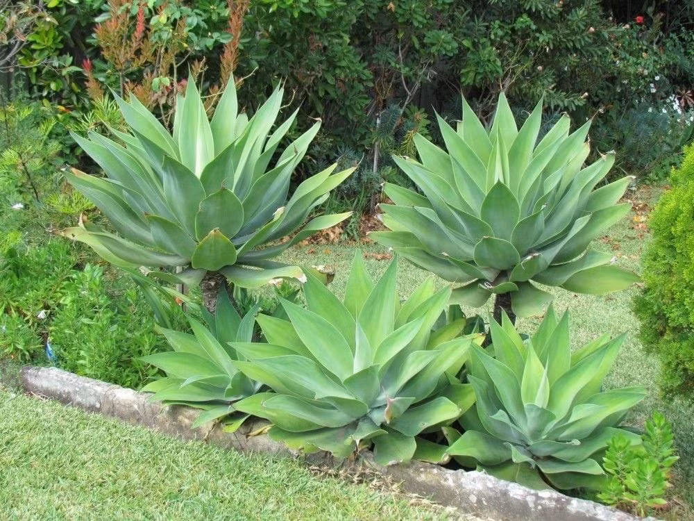 3. Cây thùa (Agave): Thùa có dáng lá xếp hình hoa thị, vươn ra mạnh mẽ như một vương miện xanh. Lá dài, sắc nét tạo cảm giác cứng cáp, khỏe khoắn. Dù trồng trong chậu hay ngoài sân, cây đều toát lên khí chất “trấn giữ” đầy uy lực.