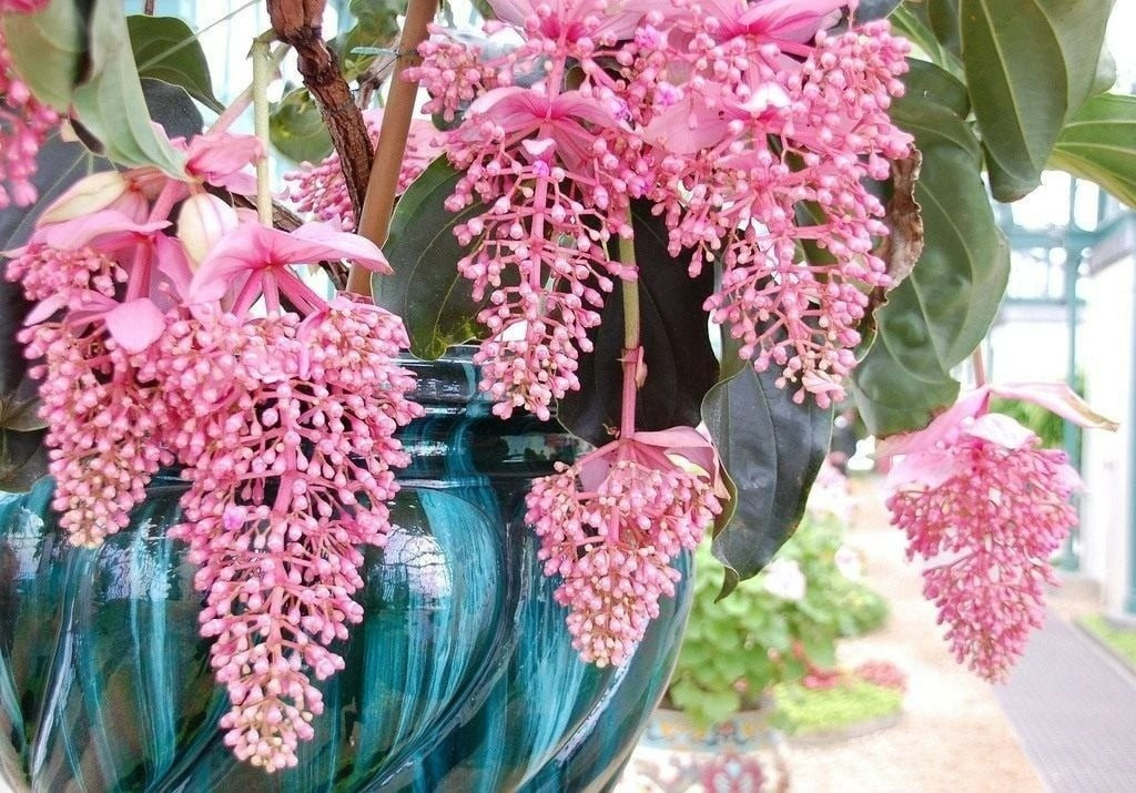 Sau khi hoa tàn, cắt cuống và bón đạm nhẹ để cây ra mầm mới, lần nở sau sẽ nhiều và rực rỡ hơn. Càng chăm đúng, cây càng trở nên lộng lẫy như viên ngọc đặt trong nhà.