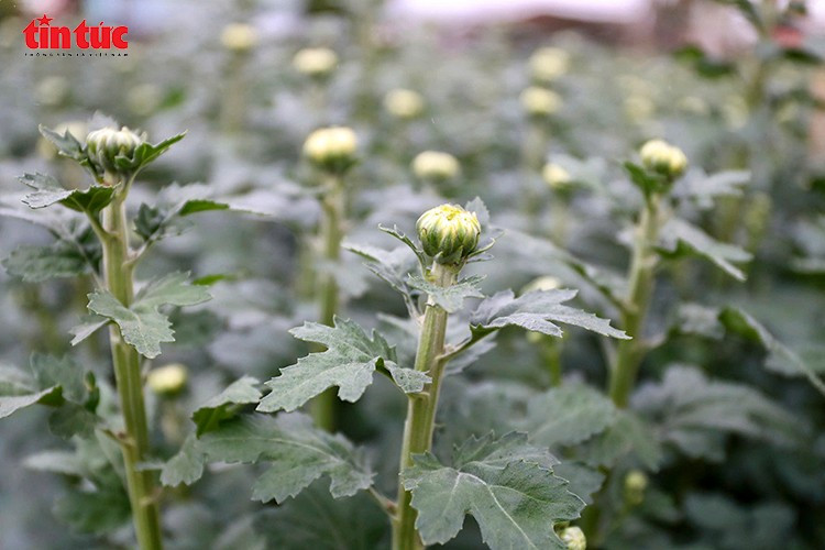 Trong giá lạnh và mưa phùn, nông dân cúi mình tỉa lá, chỉnh nụ cho hoa cúc trên đồng ruộng.