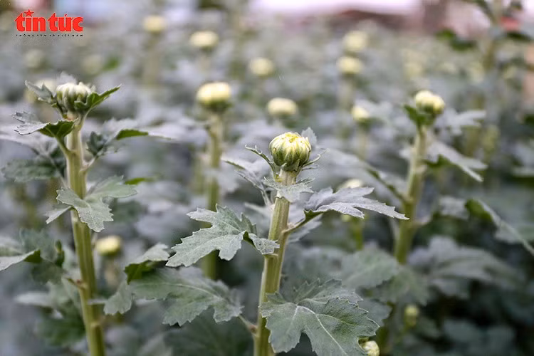 Trong giá lạnh và mưa phùn, nông dân cúi mình tỉa lá, chỉnh nụ cho hoa cúc trên đồng ruộng.