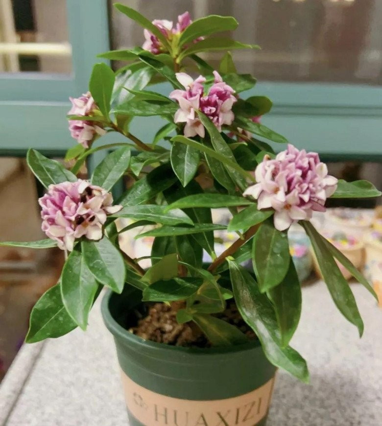 View - Bốn cây cảnh rực rỡ giúp kích hoạt vận đỏ năm 2026 | Báo Tri thức và Cuộc sống - TIN TỨC PHỔ BIẾN KIẾN THỨC 24H