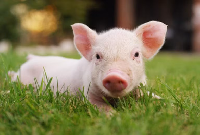 Tuổi Hợi tháng này nên giữ thái độ nhiệt tình, sẵn lòng giúp đỡ người khác – vì “cho đi” chính là cách quý nhân đưa vận may quay trở lại. (*Thông tin trên chỉ mang tính chất tham khảo và chiêm nghiệm!).