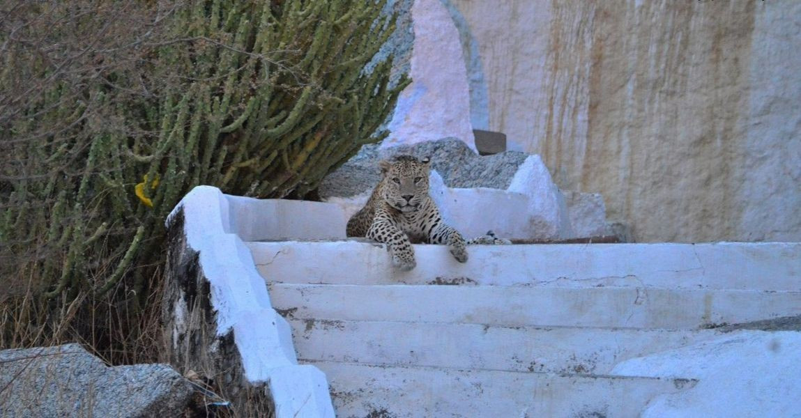 Những con báo lớn có thể được nhìn thấy nằm trên đá xung quanh 10 ngôi làng của thị trấn hay thậm chí đi bộ thong dong trên đường phố.