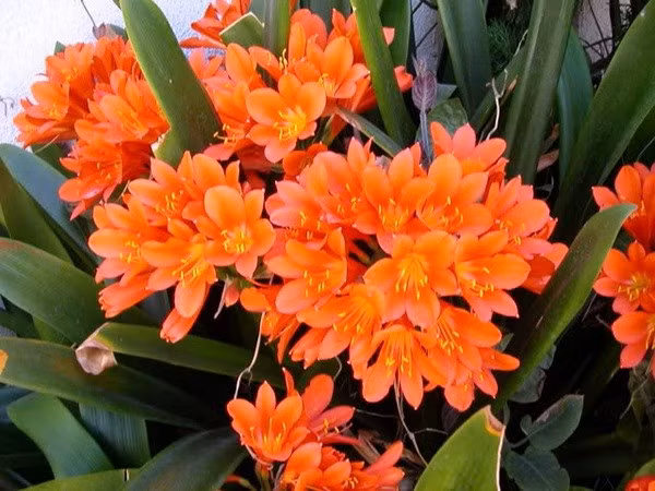 Đặc biệt, lan quân tử còn được ví như “máy hút bụi tự nhiên” nhờ lá lớn giúp hấp thụ bụi trong không khí. Theo quan niệm xưa, khi lan quân tử nở hoa, tài lộc và thịnh vượng sẽ đến với gia đình.