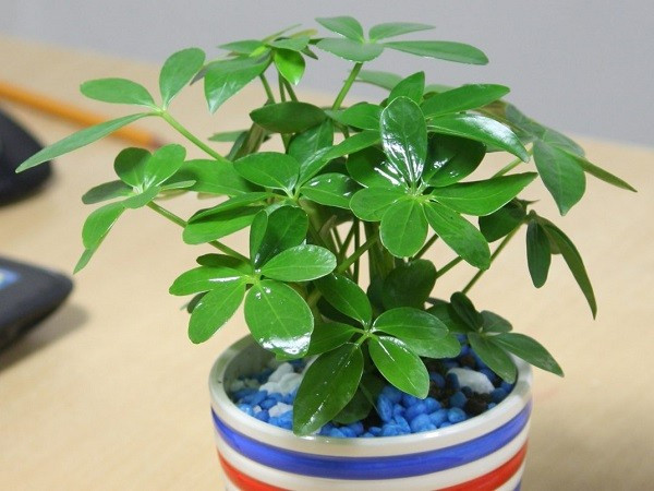 Về phong thủy, lá cây xòe rộng được xem là biểu tượng “gom lộc từ tứ phương”, mang lại may mắn và bảo vệ ngôi nhà. Nên đặt cây gần cửa sổ phòng khách để phát huy cả công dụng và ý nghĩa tốt lành.