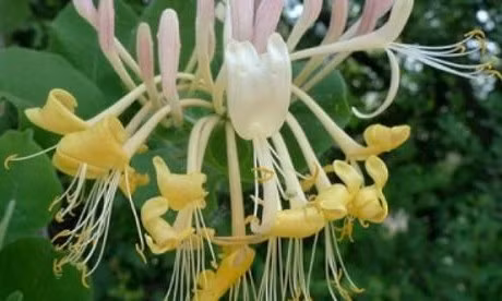 Chúng thường có màu xanh lục đậm, nhưng một số giống có thể có sự pha trộn với các sắc thái vàng và trắng. Cây kim ngân có tên gọi tốt lành và hình dáng đẹp.