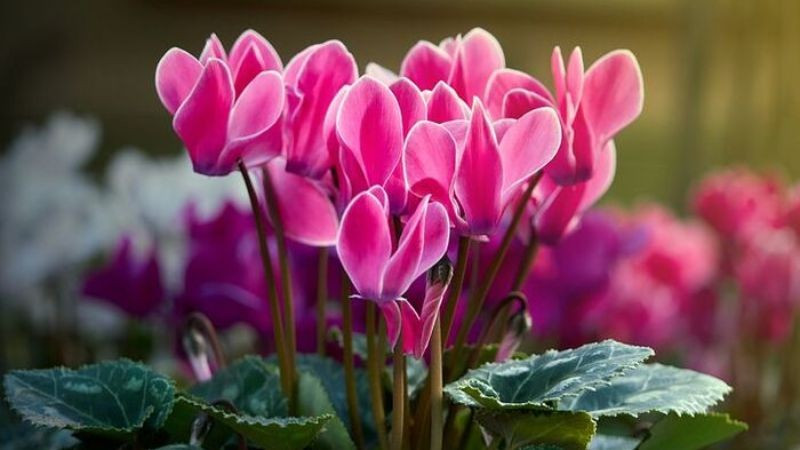 Hơn nữa, hoa anh thảo chịu được lạnh và không dễ bị ảnh hưởng bởi nhiệt độ thấp, vẫn tiếp tục phát triển ngay cả trong mùa đông lạnh giá.