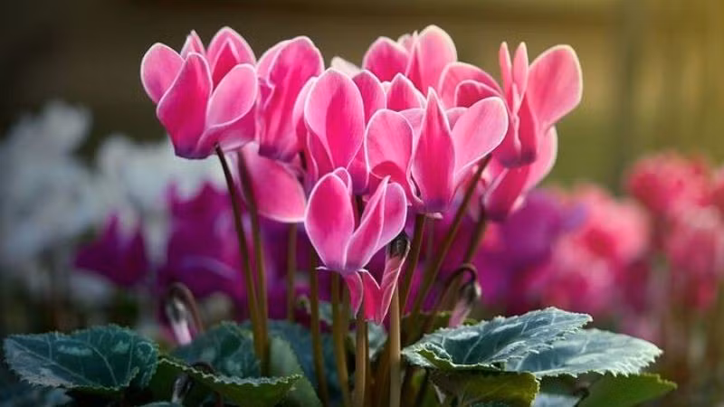 Hơn nữa, hoa anh thảo chịu được lạnh và không dễ bị ảnh hưởng bởi nhiệt độ thấp, vẫn tiếp tục phát triển ngay cả trong mùa đông lạnh giá.