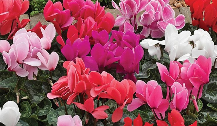 Ngoài vẻ đẹp sang trọng, anh thảo còn giúp hấp thụ chất ô nhiễm trong không khí. Hoa mang ý nghĩa chào đón khách, tượng trưng cho may mắn, bình an, rất phù hợp trang trí nhà cửa dịp Tết.