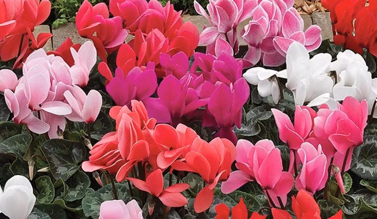 Cây cảnh anh thảo rất thích hợp để trồng trong nhà, đặc biệt là trong phòng khách, nơi nó vừa trang trí không gian vừa mang lại may mắn. Hoa anh thảo có thời gian ra hoa dài và chịu được bóng râm, chỉ cần ít ánh nắng trực tiếp và thích hợp đặt ở những góc khuất.