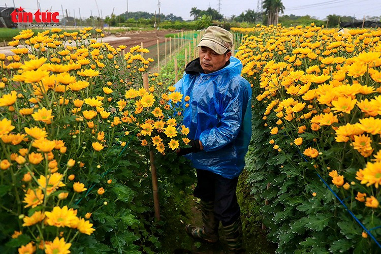 Giữa các luống hoa cúc cao ngang người, nông dân tất bật tỉa nụ, giữ dáng cho hoa.