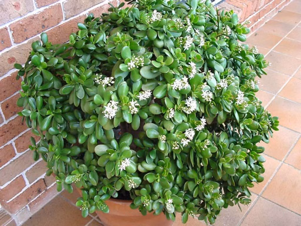 Loài cây này dễ chăm, có thể uốn tạo dáng bonsai, vừa trang trí đẹp, vừa có khả năng thanh lọc không khí và giúp cải thiện chất lượng giấc ngủ.