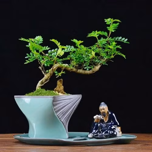 Ngoài lọc không khí, lá cây còn được dùng làm mặt nạ dưỡng da, giúp bạn vừa chăm sóc nhan sắc vừa tận hưởng hương thơm dịu mát mỗi ngày.