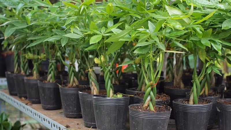 Cây ưa sáng nhẹ, tránh nắng gắt trực tiếp. Khi chăm sóc, chỉ cần giữ đất ẩm vừa phải, tránh úng nước để rễ không bị thối.