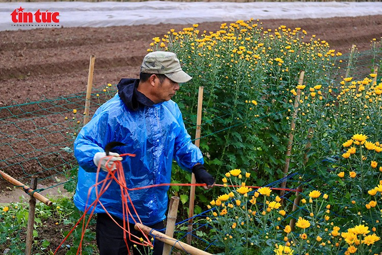 Những bó hoa sau thu hái được vận chuyển ngay tại ruộng, kịp đưa ra thị trường. Mỗi luống hoa nở đúng dịp không chỉ mang lại thu nhập, mà còn là cách người nông dân Hà Nội lặng thầm “giữ Tết” cho thị trường cuối năm.