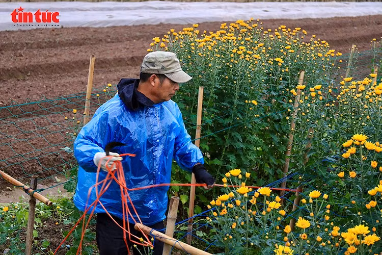 Những bó hoa sau thu hái được vận chuyển ngay tại ruộng, kịp đưa ra thị trường. Mỗi luống hoa nở đúng dịp không chỉ mang lại thu nhập, mà còn là cách người nông dân Hà Nội lặng thầm “giữ Tết” cho thị trường cuối năm.