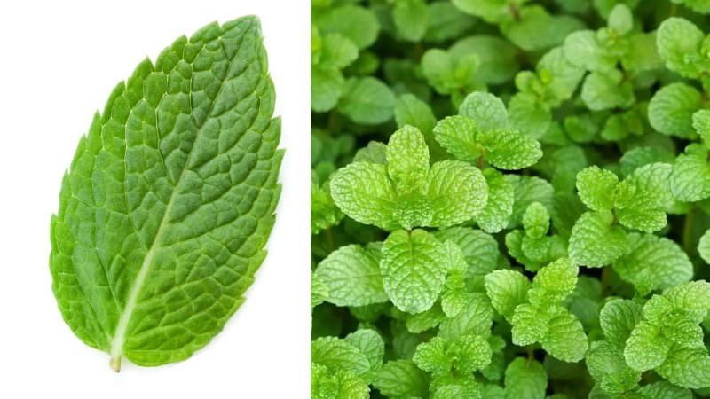 Hương bạc hà làm tỉnh táo ngay lập tức – rất lý tưởng cho dân văn phòng, học sinh cần sự tập trung và minh mẫn tinh thần.