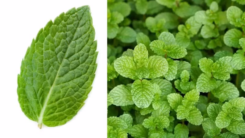 Hương bạc hà làm tỉnh táo ngay lập tức – rất lý tưởng cho dân văn phòng, học sinh cần sự tập trung và minh mẫn tinh thần.