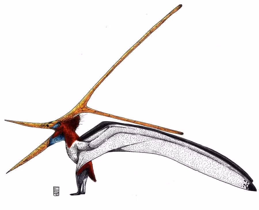  Có thể không di chuyển tốt trên mặt đất. Tứ chi của chúng có cấu tạo thiên về bay nhiều hơn là đi trên mặt đất. Ảnh: Pinterest.