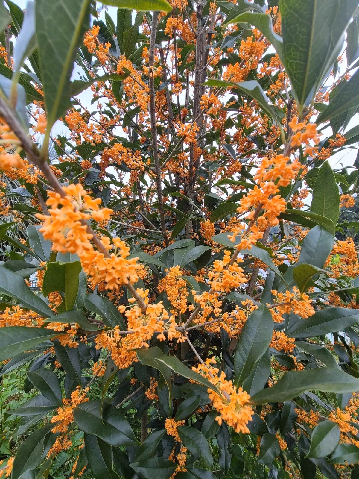 Nó cũng có nghĩa đoàn tụ dưới trăng. Trồng cây cảnh này trong sân, gia đình quây quần ngắm trăng, nếm bánh và ngửi hương thơm dưới gốc cây là những kỷ niệm Trung thu ấm áp nhất của nhiều gia đình.