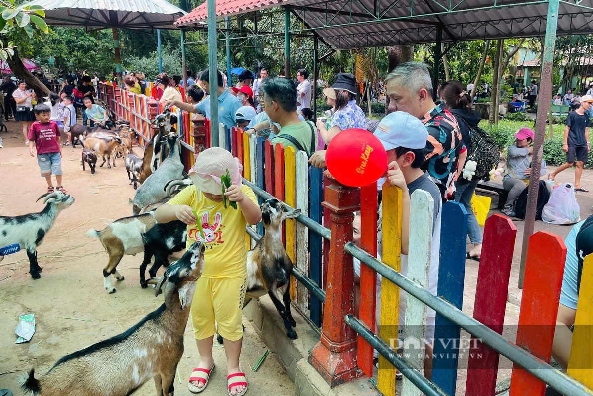 Đặc biệt, các em thiếu nhi được trải nghiệm thú vị khi tham quan các vườn thú. Các em được vui chơi cùng các loài thú nhỏ để thêm hiểu biết và yêu động vật. "Ở Thảo Cầm Viên vừa mát mẻ, vừa có nhiều động vật cho các bé xem, lại gần nhà. Dù đi mấy lần rồi nhưng bé vẫn thích lắm", chị Mỹ Linh (quận 1) chia sẻ.
