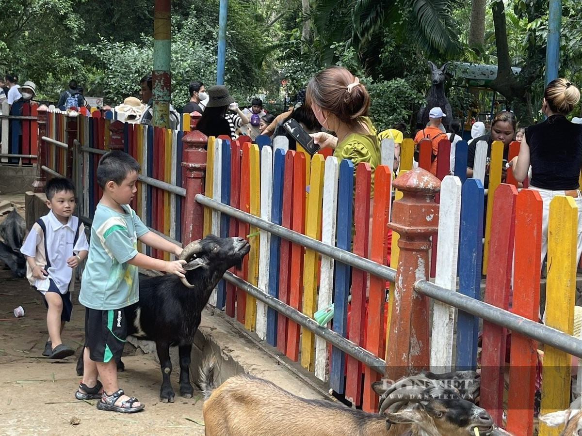 Khách được phép vào bên trong tham quan chuồng dê. "Những đứa trẻ lần đầu được vuốt ve, tự tay cho dê ăn nên bé nào cũng hào hứng", chị Nguyễn Ngọc Nhi (quận Bình Thạnh) cho biết.