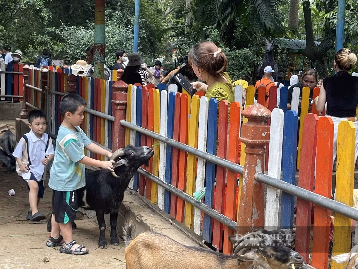 Khách được phép vào bên trong tham quan chuồng dê. "Những đứa trẻ lần đầu được vuốt ve, tự tay cho dê ăn nên bé nào cũng hào hứng", chị Nguyễn Ngọc Nhi (quận Bình Thạnh) cho biết.