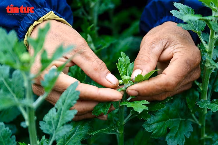 Người trồng hoa tỉ mỉ buộc dây, tạo dáng cho từng khóm cúc nhằm giữ nhịp sinh trưởng, bảo đảm hoa nở đúng dịp Tết Nguyên đán.