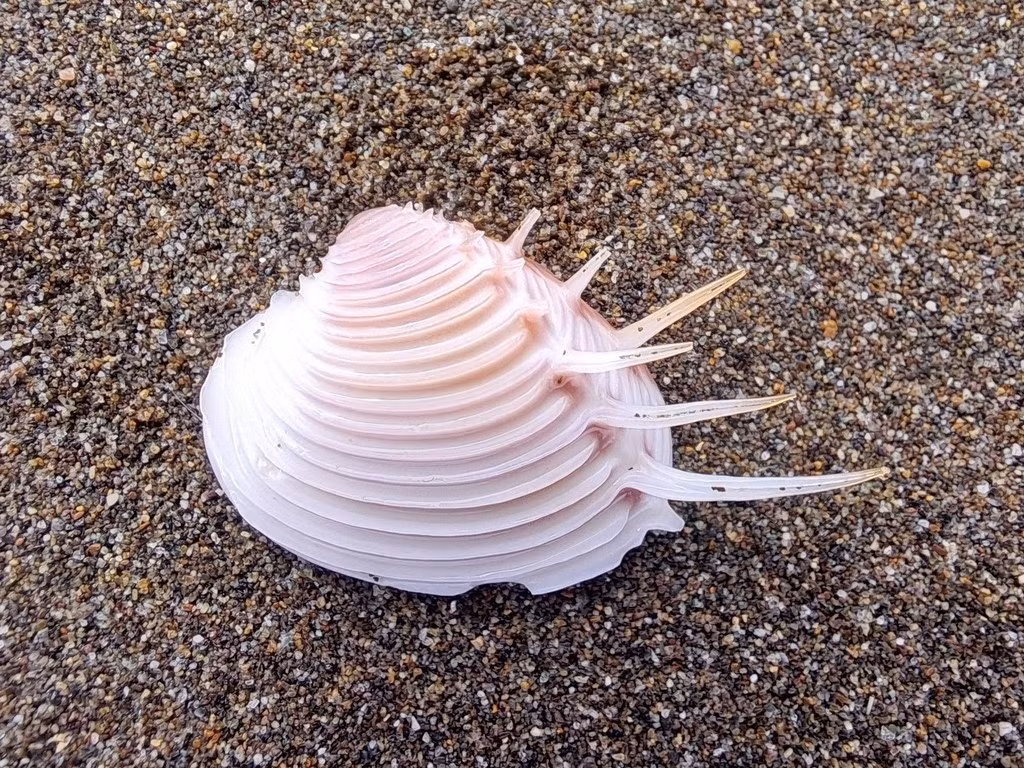  Là chỉ dấu môi trường biển ổn định. Sự hiện diện của Pitar dione thường cho thấy khu vực đáy biển có chất lượng nước tốt, ít ô nhiễm, bởi loài này nhạy cảm với biến đổi môi trường và suy giảm nhanh khi hệ sinh thái bị xáo trộn. Ảnh: inaturalist.