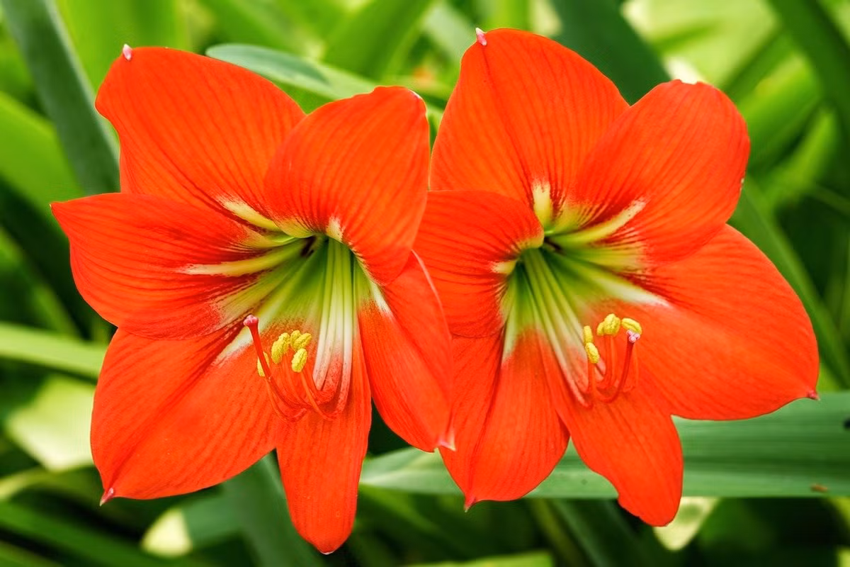 Hoa dễ trồng, chịu hạn tốt, phù hợp với những người bận rộn hoặc sống trong chung cư có ban công đón nắng. Nên trồng chậu loa kèn đỏ ở hướng Nam hoặc Đông Nam để kích hoạt dòng tiền và cơ hội mới.