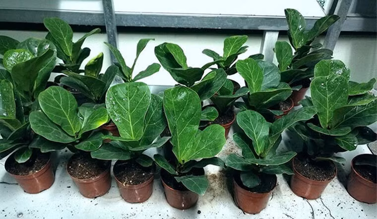 Nhiệt độ lý tưởng mười lăm đến hai mươi lăm độ C. Khi sờ mặt đất thấy khô hãy tưới, còn ẩm thì chờ. Tránh để ứ nước vì rễ rất dễ thối. Một chậu bàng mini đặt sát tường là đủ nâng cấp thẩm mỹ cho cả góc làm việc.