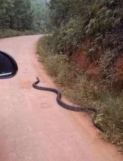 6. Rắn bò ra đường – báo hiệu mưa hoặc thời tiết đổi mùa: Rắn thường ở trong hang ẩm. Trước khi mưa lớn hoặc khi thời tiết chuyển mùa, chúng sẽ bò ra ngoài để tìm nơi khô ráo và an toàn hơn.