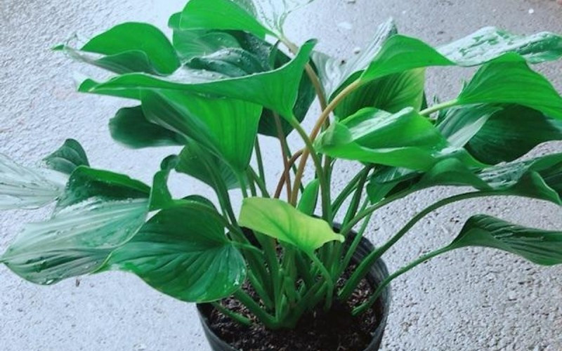 Trong phong thủy, cây thanh tâm mang ý nghĩa bình lặng, thanh tịnh, giúp xua tan muộn phiền và mang lại may mắn. Cây cảnh thanh tâm cũng có khả năng chịu bóng râm tốt và chỉ cần tưới nước thỉnh thoảng, rất dễ chăm sóc.