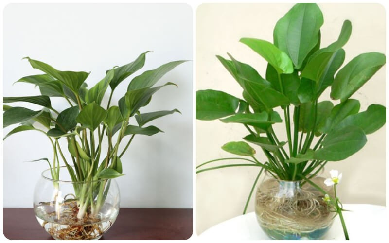 Cây cảnh không chỉ hấp thụ các chất độc hại trong không khí mà còn thanh lọc không khí, giúp ngôi nhà của bạn trong lành hơn. Hơn nữa, nó không cần nhiều ánh nắng mặt trời, nên rất thích hợp đặt ở những nơi râm mát trong phòng khách.