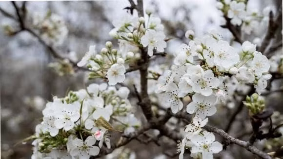 Cây càng già, thân cây mốc xanh, sần sùi, hoa chi chít mọc ra từ những mắt xấu xí thì giá càng cao. Nhưng chơi hoa lê rất bền, thậm chí cắm tới 2 tháng cây vẫn đẹp mà không thối gốc, thậm chí còn ra rễ.