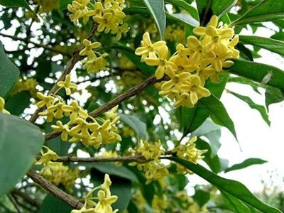 Cây cảnh này cũng được cho là thu hút tài lộc và theo thời gian, góp phần vào sự ổn định của gia đình, mang lại bình yên và tĩnh lặng. Cây có khả năng thích nghi cao và có thể phát triển tốt trong môi trường nhiều nắng. Chỉ cần giữ cho đất ẩm và có ánh nắng vừa phải, nó có thể dễ dàng sống sót.