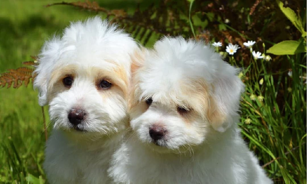 Đây là thời điểm để con giáp tuổi Tuất gặt hái thành quả từ sự chăm chỉ bền bỉ: không chỉ là khoản tiền thưởng hậu hĩnh mà còn là cơ hội thăng chức, được trao những vị trí quan trọng hơn, chứng minh năng lực và uy tín của bản thân.