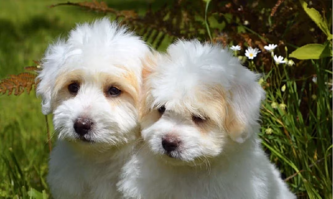 Đây là thời điểm để con giáp tuổi Tuất gặt hái thành quả từ sự chăm chỉ bền bỉ: không chỉ là khoản tiền thưởng hậu hĩnh mà còn là cơ hội thăng chức, được trao những vị trí quan trọng hơn, chứng minh năng lực và uy tín của bản thân.