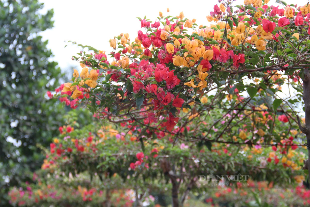 Trong phong thủy, hoa giấy tượng trưng cho sự che chở, đủ đầy và hạnh phúc. Sắc hoa tươi sáng cũng mang ý nghĩa may mắn, tài lộc. Với sức sống bền bỉ và vẻ đẹp giản dị, hoa giấy còn được ví như biểu tượng của tình yêu chân thành và thủy chung.