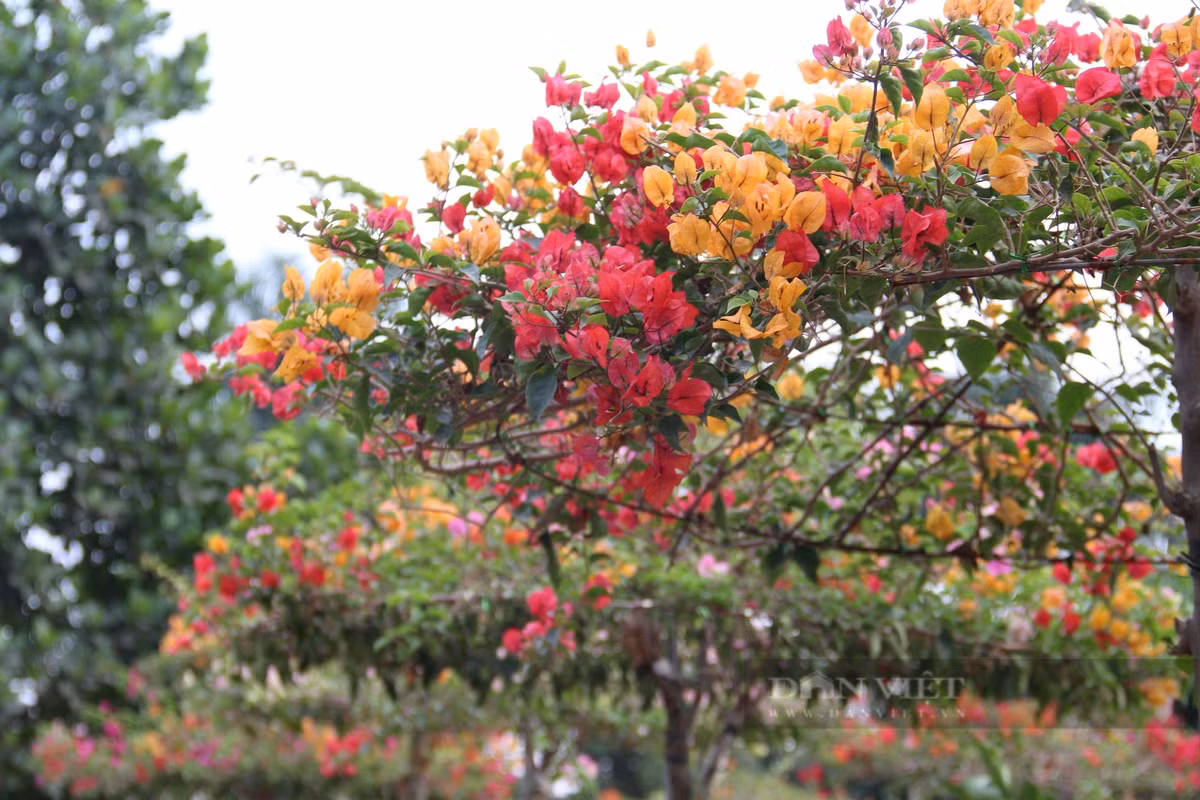 Trong phong thủy, hoa giấy tượng trưng cho sự che chở, đủ đầy và hạnh phúc. Sắc hoa tươi sáng cũng mang ý nghĩa may mắn, tài lộc. Với sức sống bền bỉ và vẻ đẹp giản dị, hoa giấy còn được ví như biểu tượng của tình yêu chân thành và thủy chung.